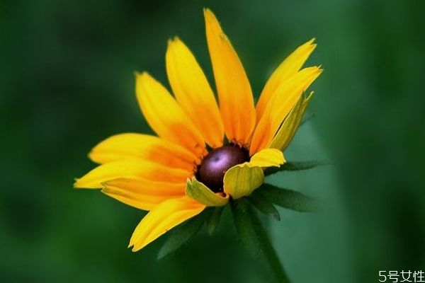 金光菊的花語是什么呢 金光菊可以吃嗎 金光菊的花語是什么呢 金光菊可以吃嗎