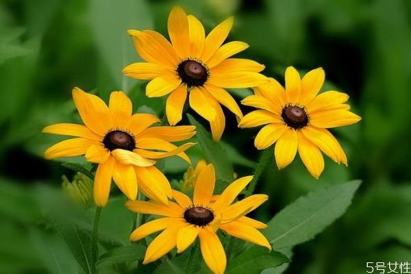 金光菊的花語是什么呢 金光菊可以吃嗎 金光菊的花語是什么呢 金光菊可以吃嗎