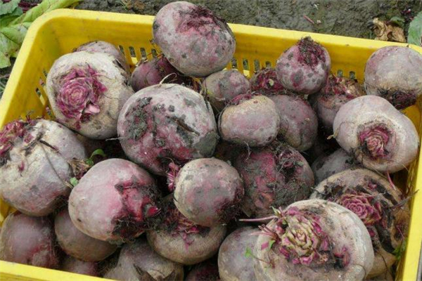 甜菜根和蘿卜的區(qū)別 涼拌甜菜根的做法 甜菜根和蘿卜的區(qū)別 涼拌甜菜根的做法