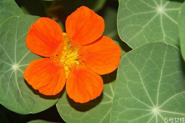 什么是旱金蓮呢 旱金蓮是一種什么植物呢 什么是旱金蓮呢 旱金蓮是一種什么植物呢