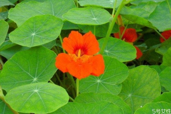 什么是旱金蓮呢 旱金蓮是一種什么植物呢 什么是旱金蓮呢 旱金蓮是一種什么植物呢