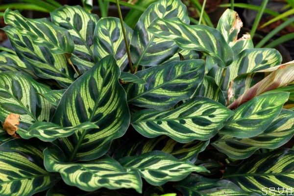 什么是孔雀竹芋呢 孔雀竹芋有什么作用呢 什么是孔雀竹芋呢 孔雀竹芋有什么作用呢