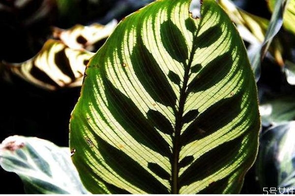 什么是孔雀竹芋呢 孔雀竹芋有什么作用呢 什么是孔雀竹芋呢 孔雀竹芋有什么作用呢