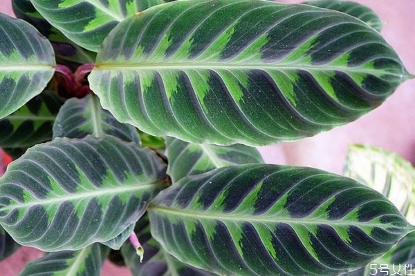 什么是孔雀竹芋呢 孔雀竹芋有什么作用呢 什么是孔雀竹芋呢 孔雀竹芋有什么作用呢