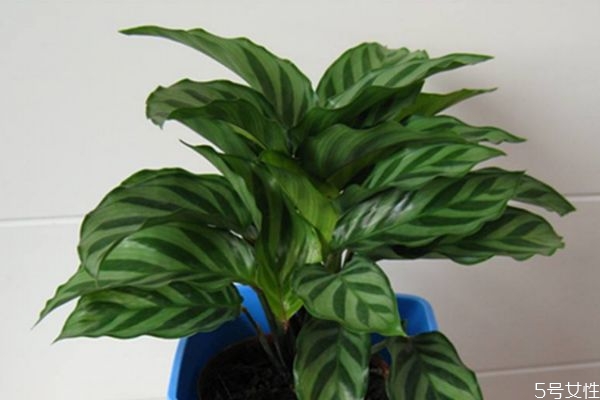 孔雀竹芋的花語是什么呢 孔雀竹芋應該怎么種植呢