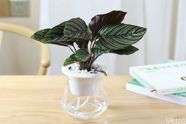 孔雀竹芋的花語是什么呢 孔雀竹芋應該怎么種植呢