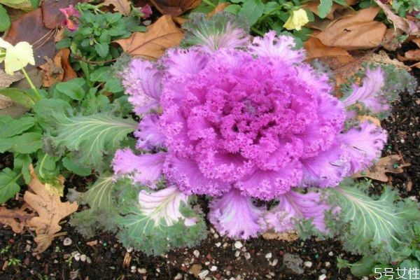 羽衣甘藍(lán)可以怎么吃呢 羽衣甘藍(lán)有什么營(yíng)養(yǎng)價(jià)值呢 羽衣甘藍(lán)可以怎么吃呢 羽衣甘藍(lán)有什么營(yíng)養(yǎng)價(jià)值呢