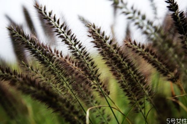 什么是舞草呢 舞草有什么作用呢 什么是舞草呢 舞草有什么作用呢