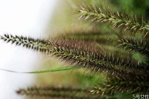 什么是舞草呢 舞草有什么作用呢 什么是舞草呢 舞草有什么作用呢