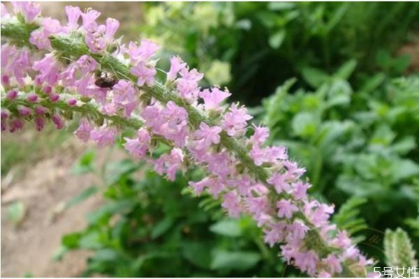 什么是情人草呢 情人草的生長(zhǎng)環(huán)境是怎么樣呢 什么是情人草呢 情人草的生長(zhǎng)環(huán)境是怎么樣呢