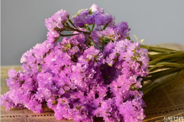 什么是情人草呢 情人草的生長(zhǎng)環(huán)境是怎么樣呢 什么是情人草呢 情人草的生長(zhǎng)環(huán)境是怎么樣呢