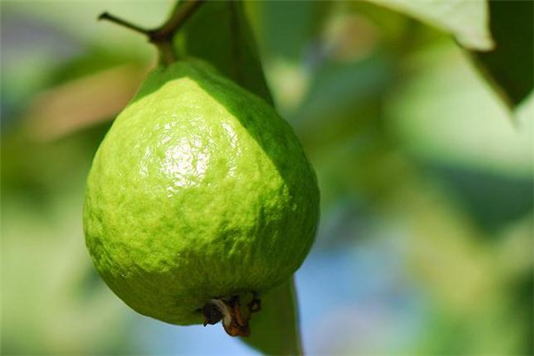 番石榴沒熟可以吃嗎 番石榴沒熟怎么辦 番石榴沒熟可以吃嗎 番石榴沒熟怎么辦