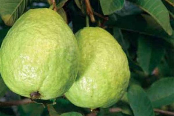 番石榴切開(kāi)可以放多久 番石榴切開(kāi)后怎么保存 番石榴切開(kāi)可以放多久 番石榴切開(kāi)后怎么保存