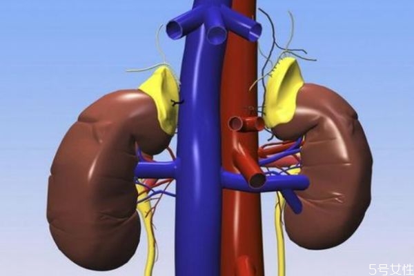 腎衰竭造成原因有什么呢 腎衰竭的高發(fā)人群有哪些呢 腎衰竭造成原因有什么呢 腎衰竭的高發(fā)人群有哪些呢