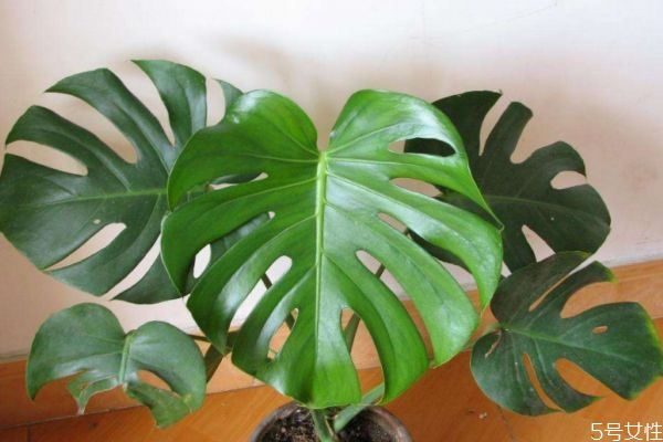 什么龜背竹呢 龜背竹有什么作用呢 什么龜背竹呢 龜背竹有什么作用呢