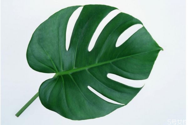 什么龜背竹呢 龜背竹有什么作用呢 什么龜背竹呢 龜背竹有什么作用呢