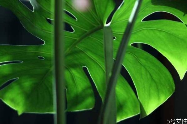 什么龜背竹呢 龜背竹有什么作用呢 什么龜背竹呢 龜背竹有什么作用呢