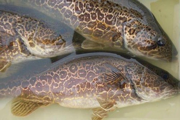 鱖魚和鱸魚能混養(yǎng)嗎 鱖魚和鱸魚哪個營養(yǎng)好 鱖魚和鱸魚能混養(yǎng)嗎 鱖魚和鱸魚哪個營養(yǎng)好