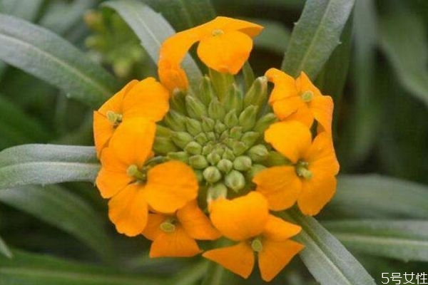 什么是桂竹香呢 桂竹香有什么作用呢 什么是桂竹香呢 桂竹香有什么作用呢