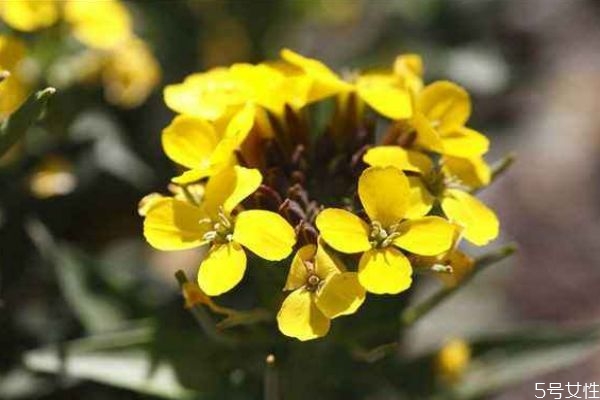 什么是桂竹香呢 桂竹香有什么作用呢 什么是桂竹香呢 桂竹香有什么作用呢