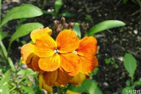 什么是桂竹香呢 桂竹香有什么作用呢 什么是桂竹香呢 桂竹香有什么作用呢