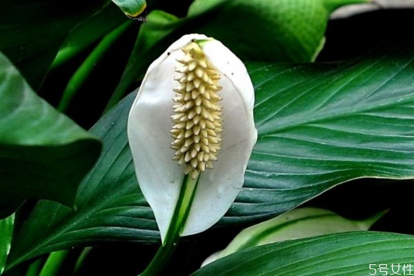 什么是白鶴芋呢 白鶴芋有什么作用呢 什么是白鶴芋呢 白鶴芋有什么作用呢