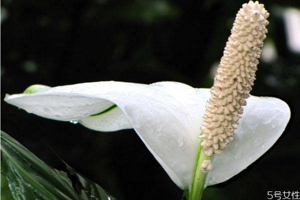 什么是白鶴芋呢 白鶴芋有什么作用呢 什么是白鶴芋呢 白鶴芋有什么作用呢