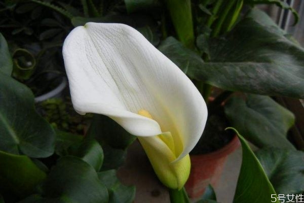 什么是白鶴芋呢 白鶴芋有什么作用呢 什么是白鶴芋呢 白鶴芋有什么作用呢