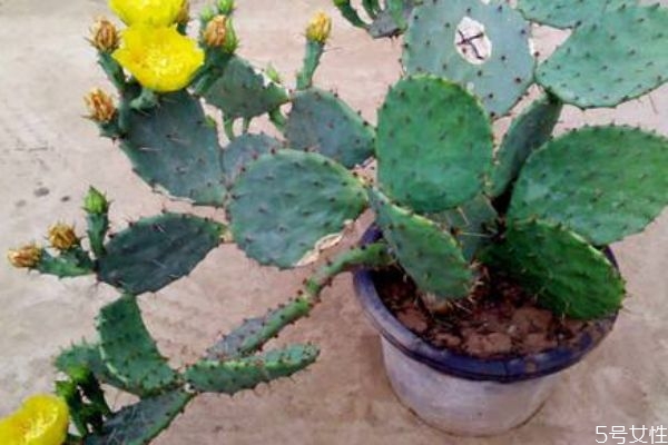 仙人掌的營養(yǎng)價值 仙人掌的功效與作用 仙人掌的營養(yǎng)價值 仙人掌的功效與作用
