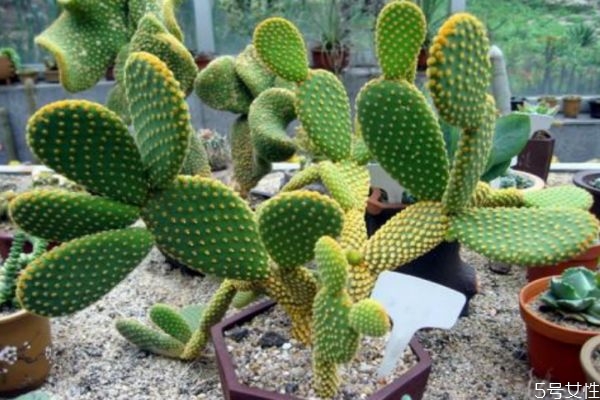 仙人掌的營(yíng)養(yǎng)價(jià)值 仙人掌的功效與作用