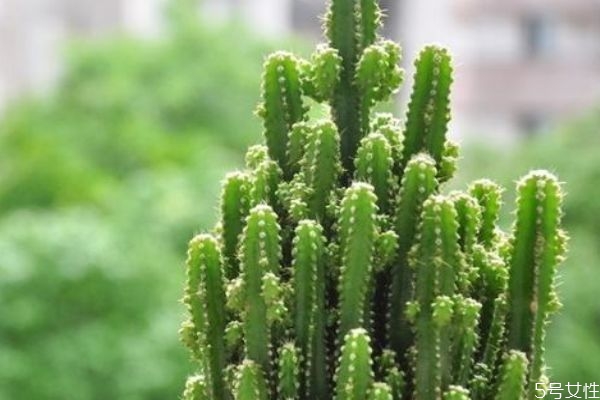 仙人掌的營(yíng)養(yǎng)價(jià)值 仙人掌的功效與作用