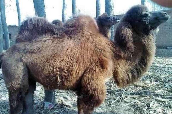 駱駝肉好吃嗎 駱駝肉可以怎么吃呢 駱駝肉好吃嗎 駱駝肉可以怎么吃呢