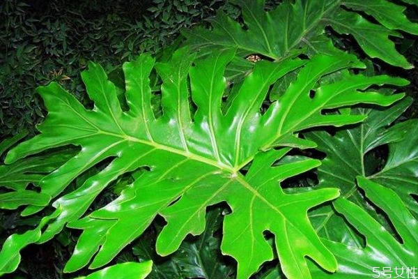 春羽的花語(yǔ)是什么呢 春羽的種植要注意什么呢 春羽的花語(yǔ)是什么呢 春羽的種植要注意什么呢