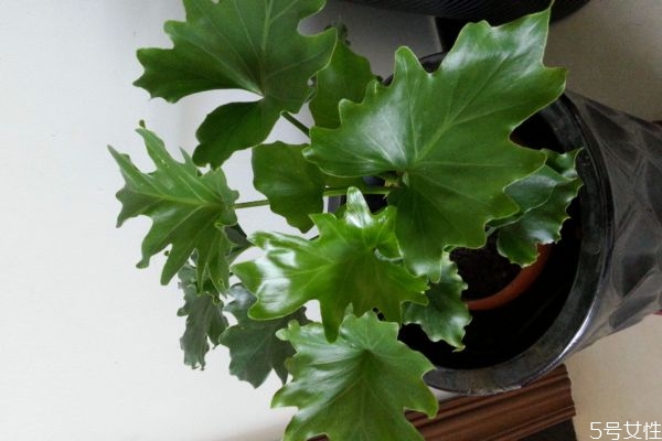 春羽的花語(yǔ)是什么呢 春羽的種植要注意什么呢 春羽的花語(yǔ)是什么呢 春羽的種植要注意什么呢