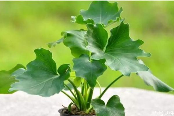 春羽的花語(yǔ)是什么呢 春羽的種植要注意什么呢 春羽的花語(yǔ)是什么呢 春羽的種植要注意什么呢