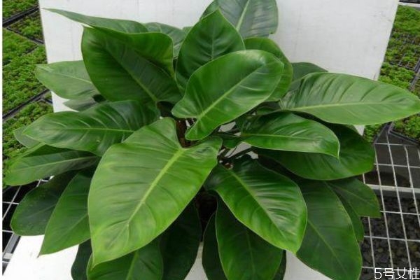 綠帝王是一種什么植物呢 綠帝王有什么作用呢 綠帝王是一種什么植物呢 綠帝王有什么作用呢