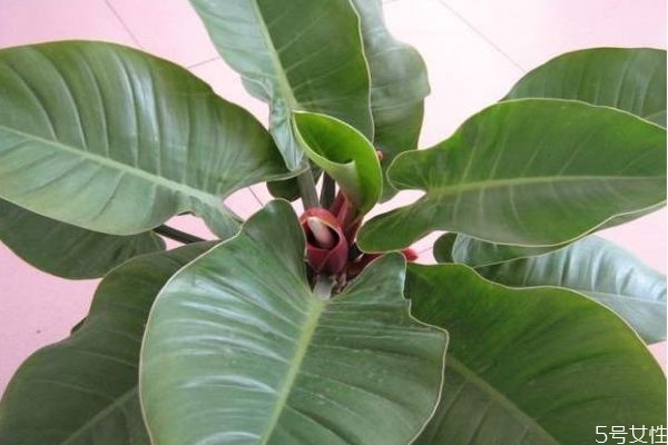 綠帝王是一種什么植物呢 綠帝王有什么作用呢 綠帝王是一種什么植物呢 綠帝王有什么作用呢