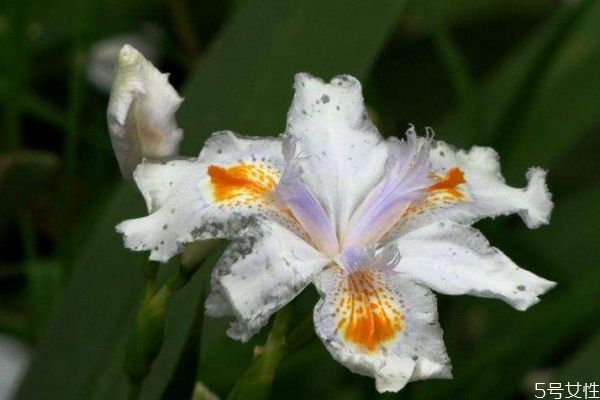 白蝴蝶是一種什么植物呢 白蝴蝶的生長(zhǎng)環(huán)境是什么呢 白蝴蝶是一種什么植物呢 白蝴蝶的生長(zhǎng)環(huán)境是什么呢