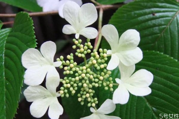 白蝴蝶是一種什么植物呢 白蝴蝶的生長(zhǎng)環(huán)境是什么呢 白蝴蝶是一種什么植物呢 白蝴蝶的生長(zhǎng)環(huán)境是什么呢