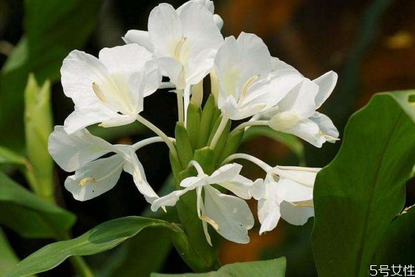 白蝴蝶是一種什么植物呢 白蝴蝶的生長(zhǎng)環(huán)境是什么呢 白蝴蝶是一種什么植物呢 白蝴蝶的生長(zhǎng)環(huán)境是什么呢