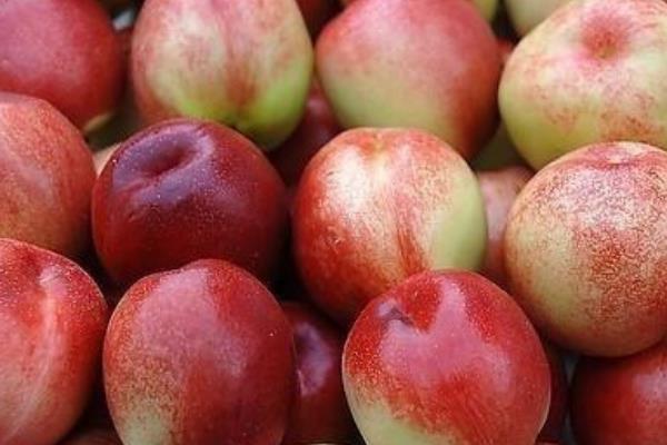 吃油桃有什么營養(yǎng) 油桃一天適合吃幾個 吃油桃有什么營養(yǎng) 油桃一天適合吃幾個