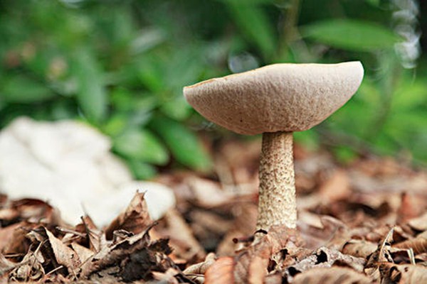 菌菇常溫怎么保存 菌菇放冰箱還能吃嗎 菌菇常溫怎么保存 菌菇放冰箱還能吃嗎