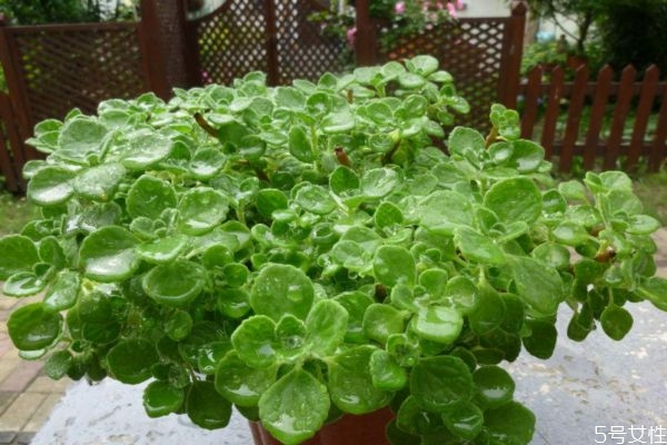 碰碰香的花語(yǔ)是什么呢 碰碰香會(huì)開花嗎