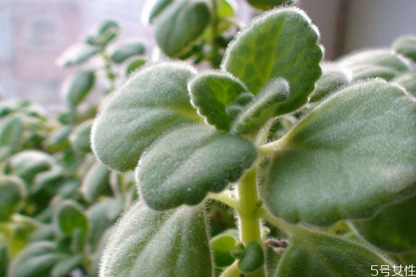 碰碰香的花語(yǔ)是什么呢 碰碰香會(huì)開花嗎