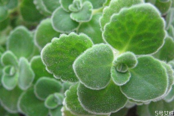 碰碰香的花語(yǔ)是什么呢 碰碰香會(huì)開花嗎