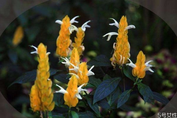 金苞花是一種什么花呢 金苞花又有什么作用呢 金苞花是一種什么花呢 金苞花又有什么作用呢