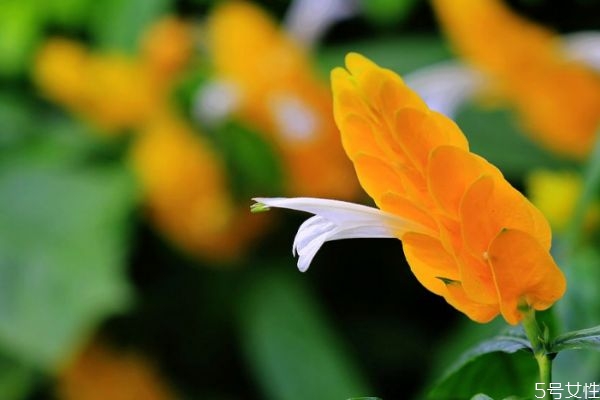 金苞花是一種什么花呢 金苞花又有什么作用呢 金苞花是一種什么花呢 金苞花又有什么作用呢