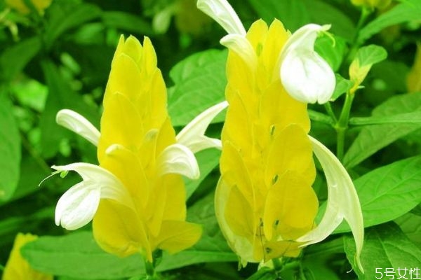 金苞花是一種什么花呢 金苞花又有什么作用呢 金苞花是一種什么花呢 金苞花又有什么作用呢