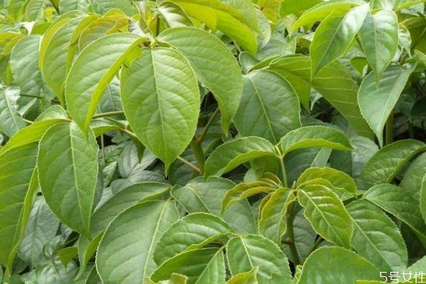 重陽(yáng)木是一種什么植物呢 重陽(yáng)木有什么作用呢 重陽(yáng)木是一種什么植物呢 重陽(yáng)木有什么作用呢