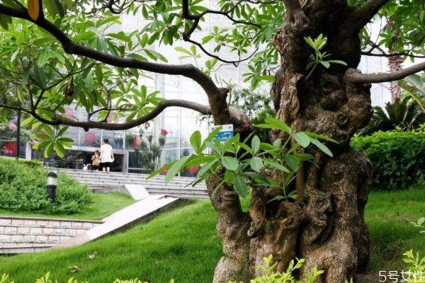 重陽(yáng)木是一種什么植物呢 重陽(yáng)木有什么作用呢 重陽(yáng)木是一種什么植物呢 重陽(yáng)木有什么作用呢